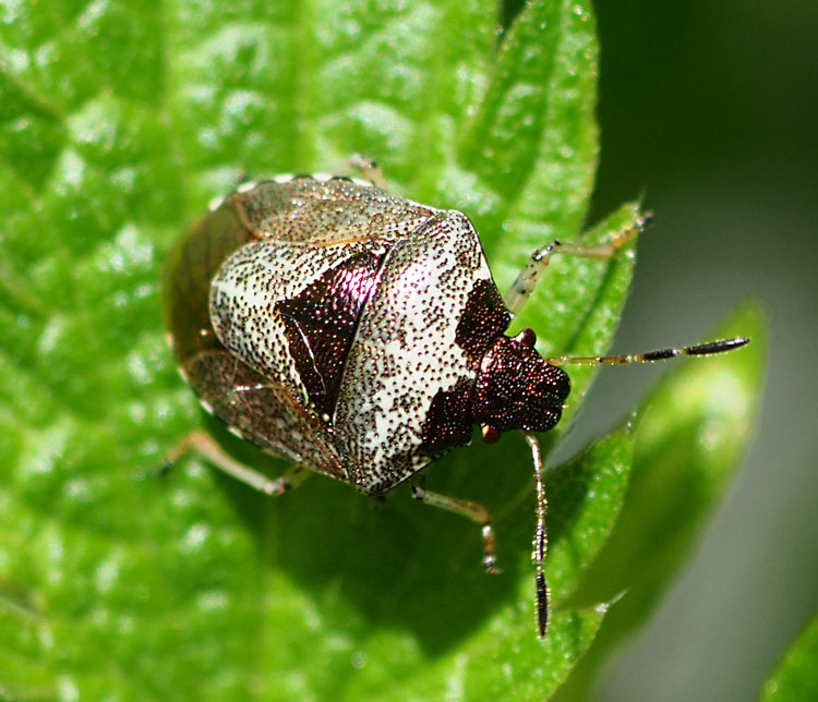 Schillerwanze, Eysarcoris venustissimus